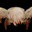 mr head crab [pvb]