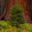 sequoiastartrees