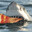SharkEatRiceeeee