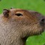 Capivara