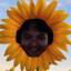 sunflower dapxxx