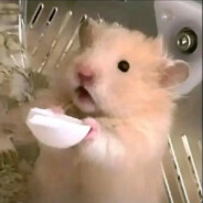 玫瑰盛开似花海