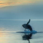 我不是草原王子