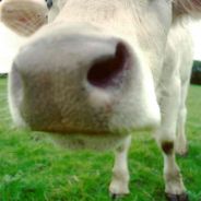 Yarn of Moo - steam id 76561197971011981