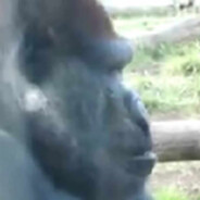 Gorilla