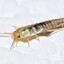 Nebularia