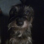 tho - steam id 76561197970351792