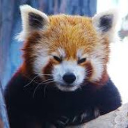 Redpanda