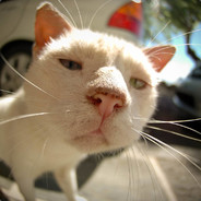 我是一只会奔跑的小猫咪