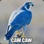 Majestic Blue Falcon
