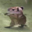 CAPIBARA INSANO