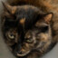 biubiu.CAT