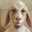 arlekin_