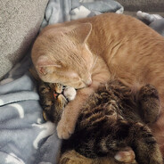 Biscuit & Waffle
