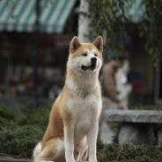 Hachiko