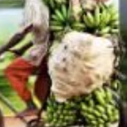 非洲第一突破手奥德彪