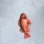 fish.