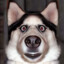 DaveFullPL