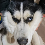 灼眼的香香鸡二号