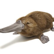 Dziobak