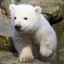 Polar Bear Lah