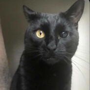 血まみれの歯茎 ツ