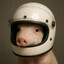 Goret pilote de course