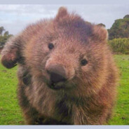 CombatWombat