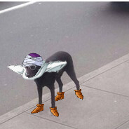 Piccolo Dog