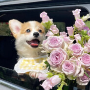 王者荣耀高手在此尔等休得无礼