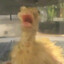 DUK