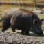 WILD BOAR known as ВЕПРЬ