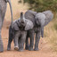 Elegant Elephants
