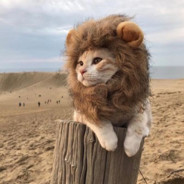 百年修得徐凤年