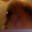 goggle hamster