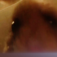 goggle hamster