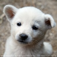 모든종족의정점에선자