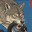 Lobo