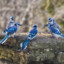 A Friendly Flock of Blue Jays