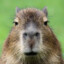 COLD_CaPyBaRa
