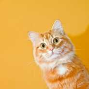 万里骚情一炮牵丶