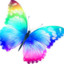 Cute, Butterfly
