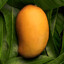 🥭MANGO🥭