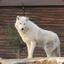 North Wolf