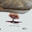 gnat