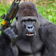 Silverback Gorilla
