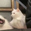 Kitty