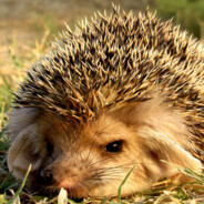 Ёжик