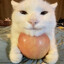 cheesedog43