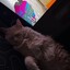 Cookie Latrell Jones avatar